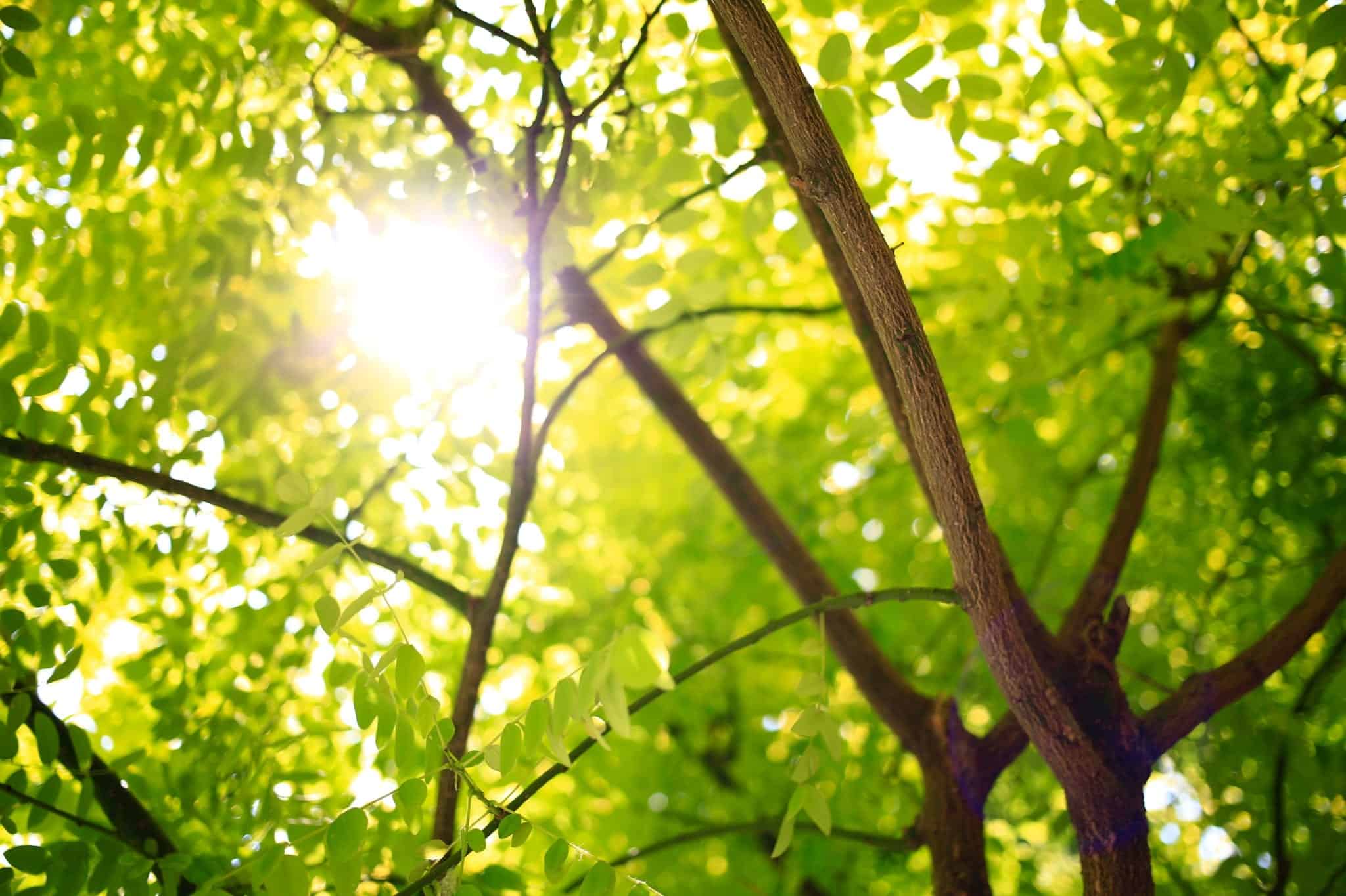 green trees